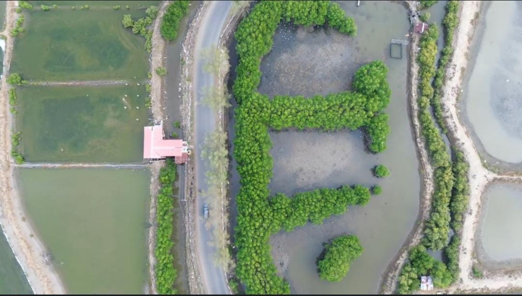 mangrove deah raya yang memiliki banyak potensi