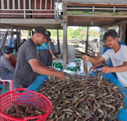 budidaya udang paname merupakan salah satu sumber pendapatan ekonomi masyarakat